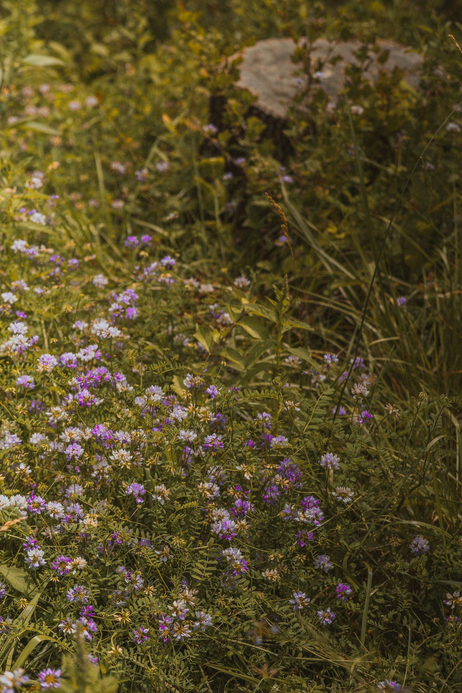 Wild purple and white aster flowers bloom among lush green foliage and rocks in a natural woodland setting.
