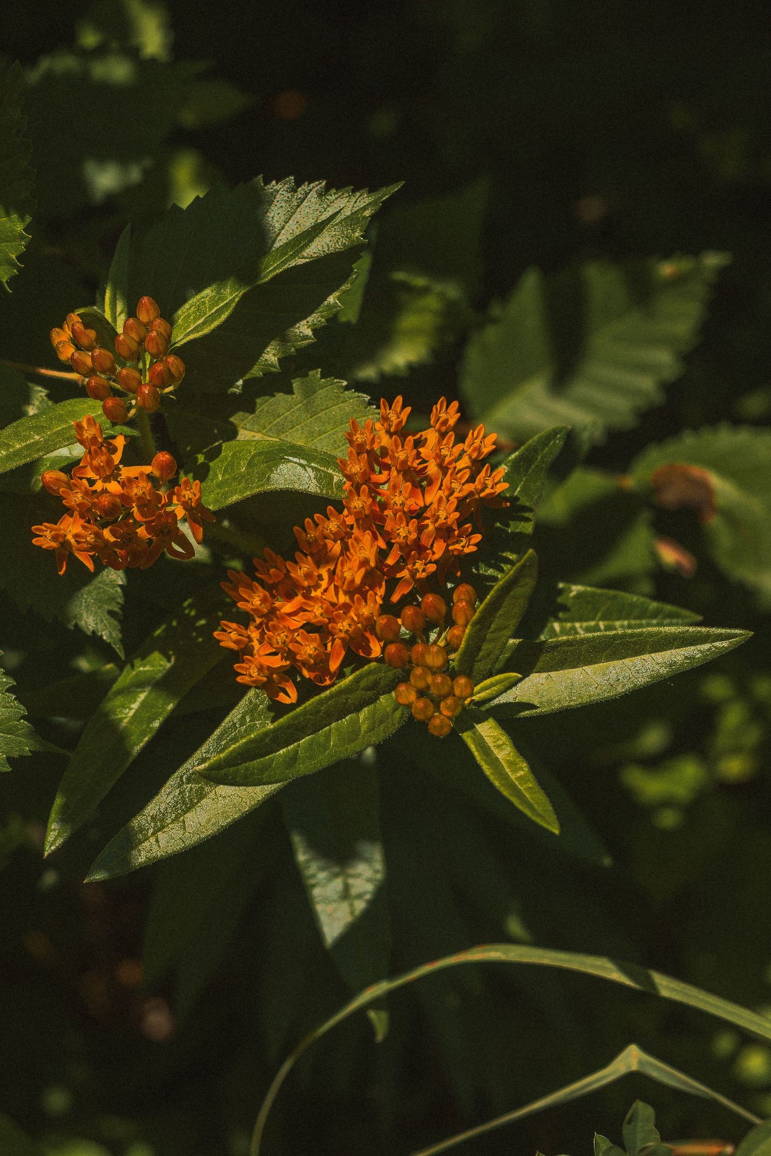 Vibrant orange butterfly weed flowers blooming among lush green leaves in a sunlit garden setting.