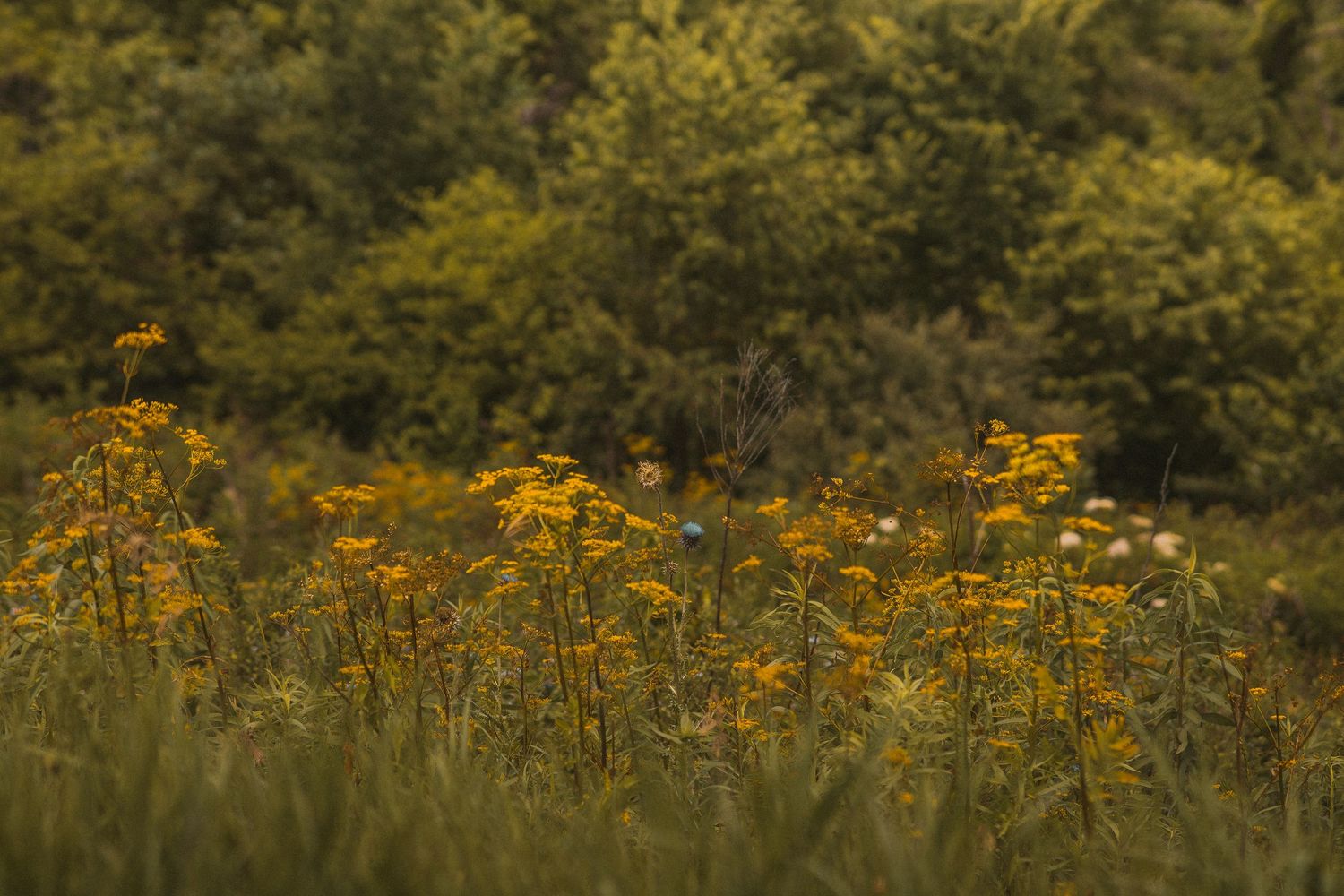 Yellow wildflowers bloom in a lush green meadow with dense trees in the soft-focus background.