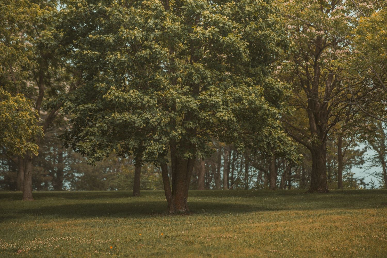 Lush green trees with golden-tinged leaves stand in a peaceful park setting on a soft grassy lawn.