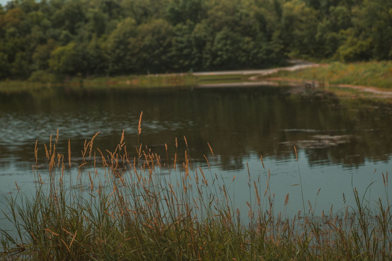 Serene lake surrounded by lush green trees with tall golden grasses in the foreground reflecting calm water.