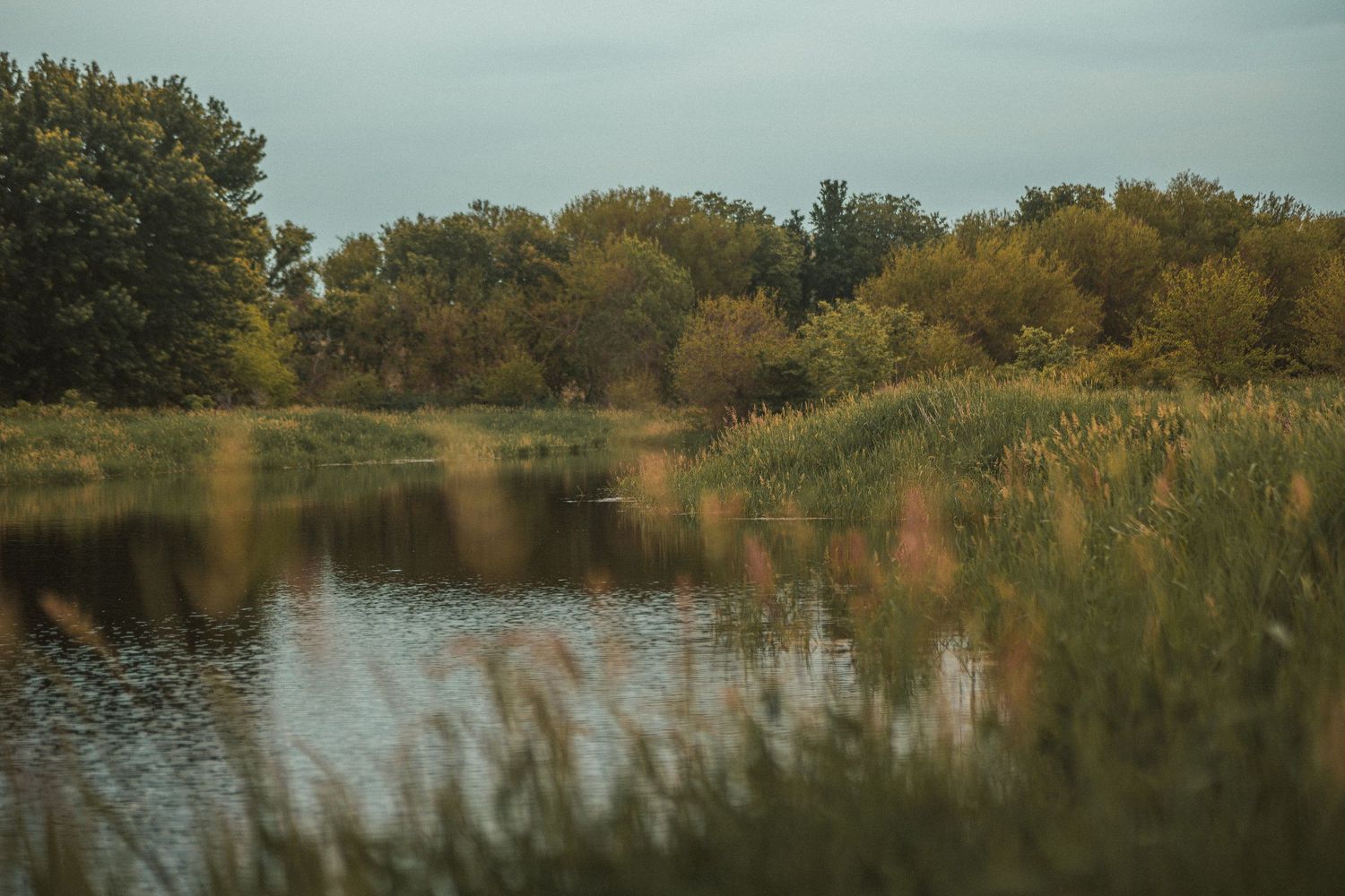 Serene autumn pond reflecting colorful trees, surrounded by tall green reeds and lush foliage under a cloudy sky.