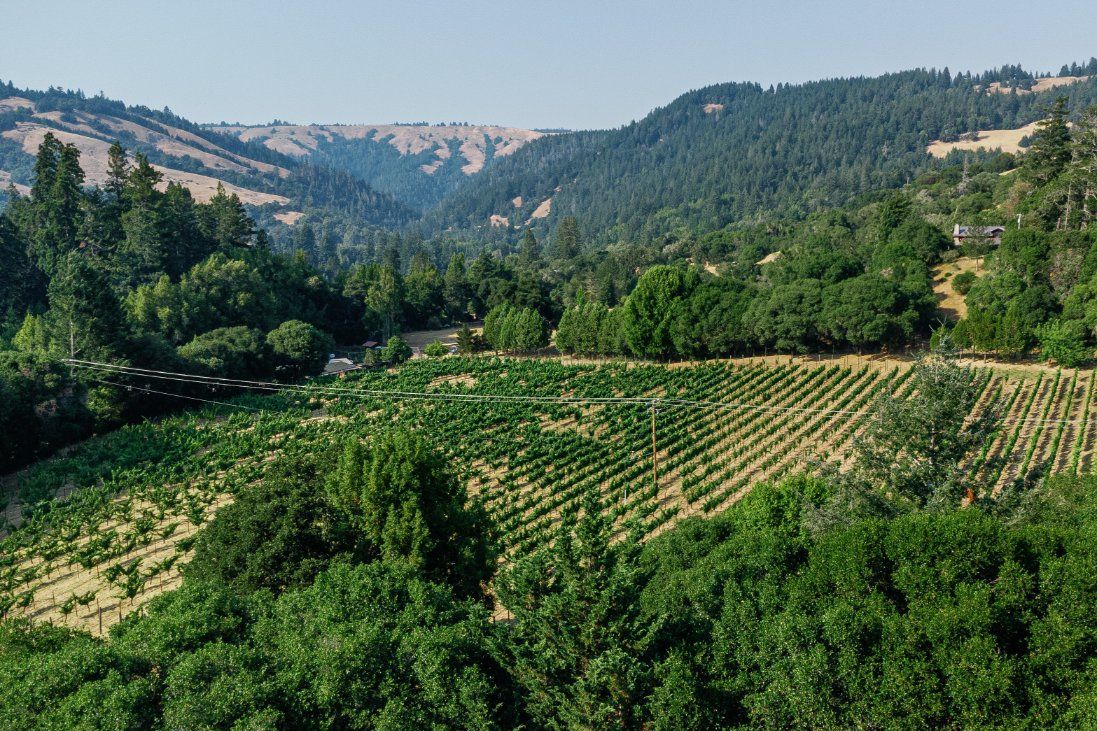 Aerial view of terraced vineyards nestled in green rolling hills with mountains in the background.