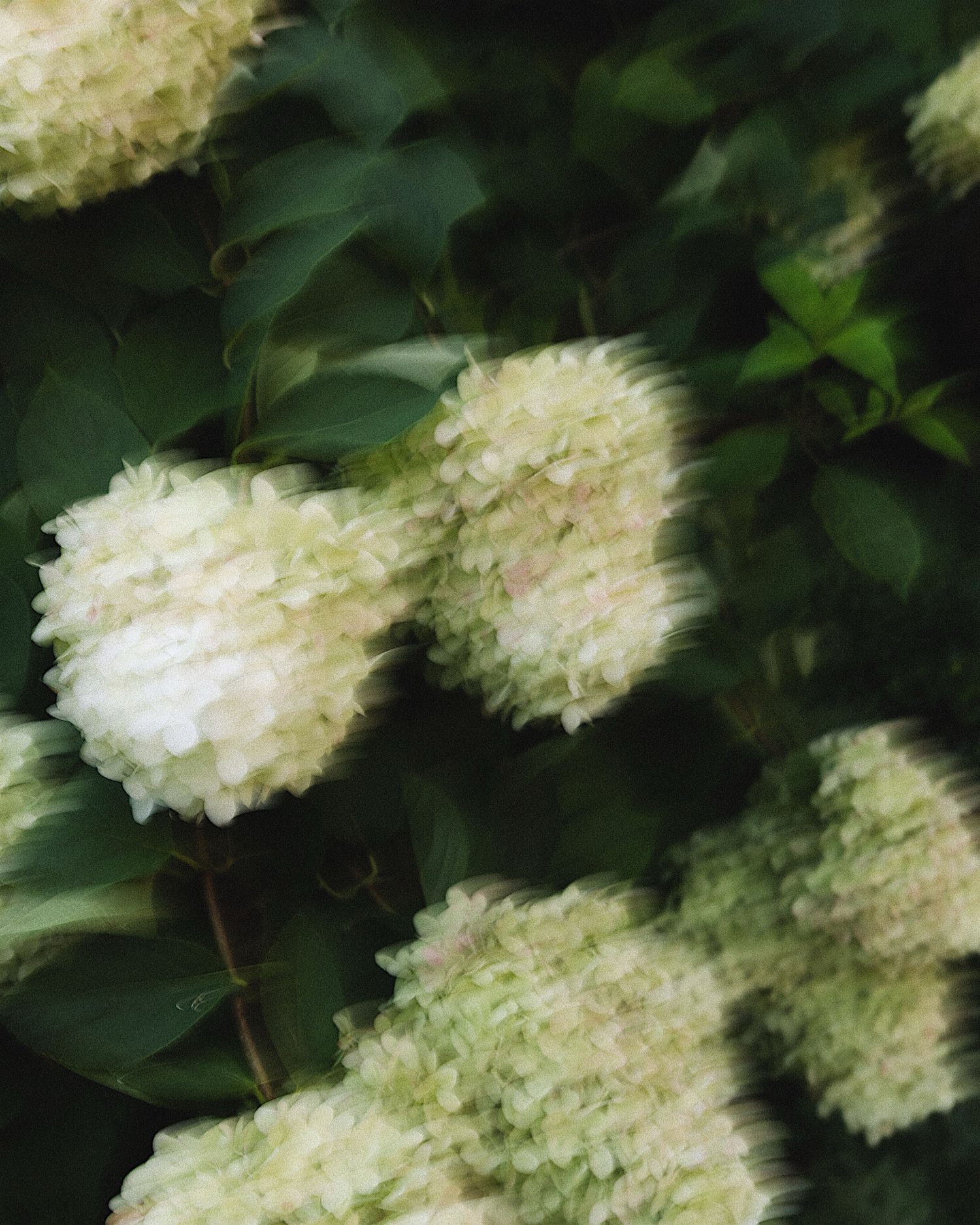 White hydrangea blooms with soft petals clustered together against dark green foliage in a garden setting.