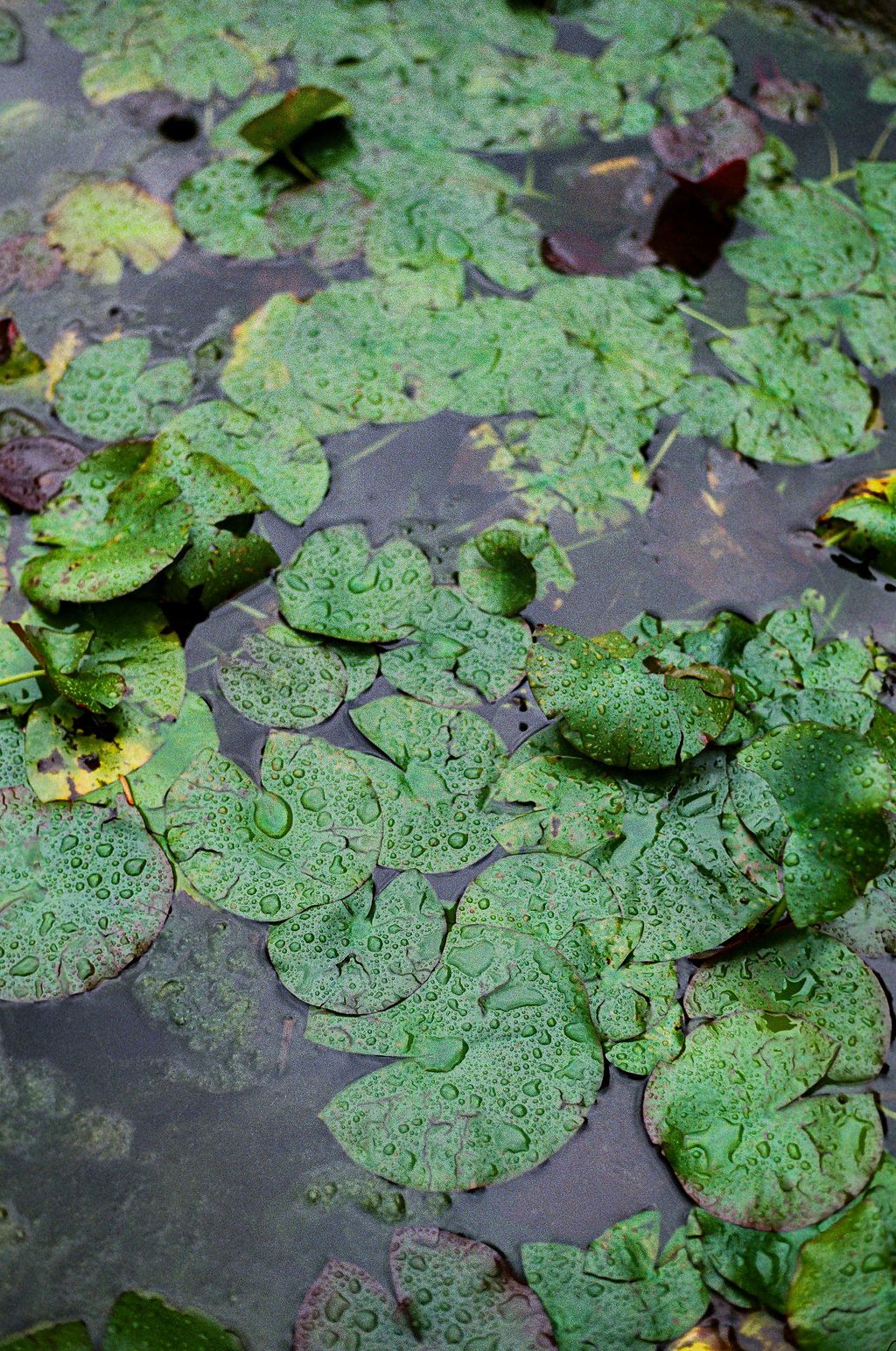 Water droplets glisten on green lily pads floating on a dark pond surface in Lake Como.