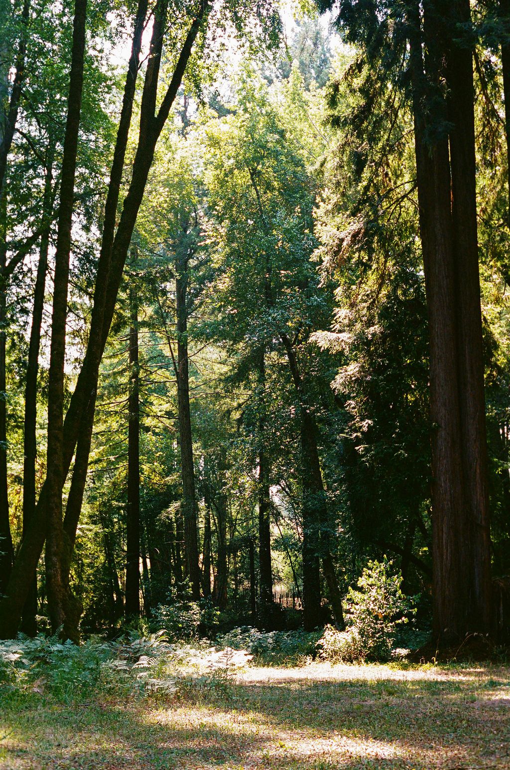 Sunlight filters through tall evergreen trees in a peaceful forest setting creating dappled shadows on the ground.