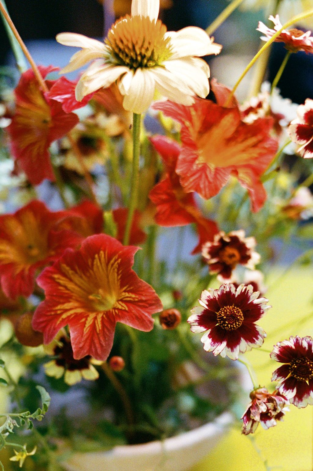 Delicate coral and white flowers bloom in soft focus with ruffled petals against a blurred natural background.