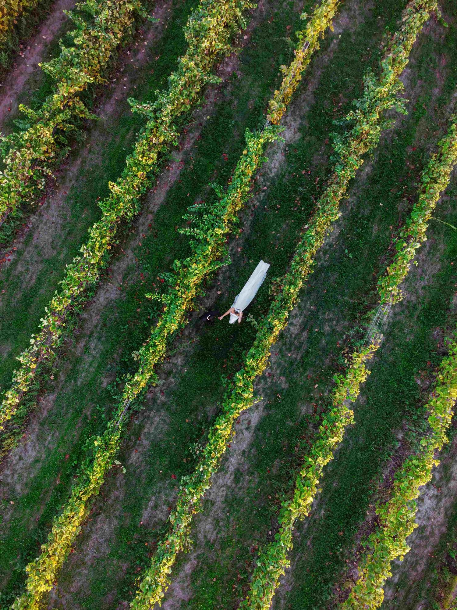 Aerial view of vineyard rows with lush green grapevines and yellow wildflowers growing between the rows.
