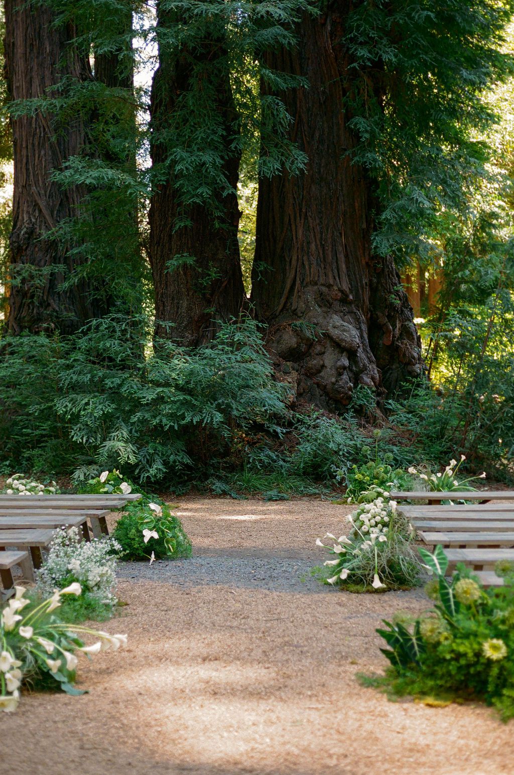 Wooden benches line a serene forest path surrounded by towering redwood trees and lush greenery.