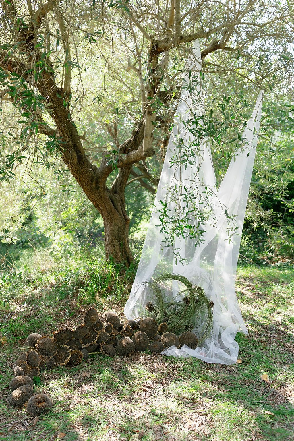 White flowing fabric drapes between olive trees with rustic stone decorations on the ground in Tuscany, Italy.