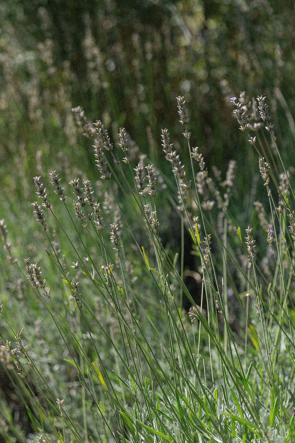 Delicate lavender stalks swaying in a natural garden setting in Tuscany, Italy.