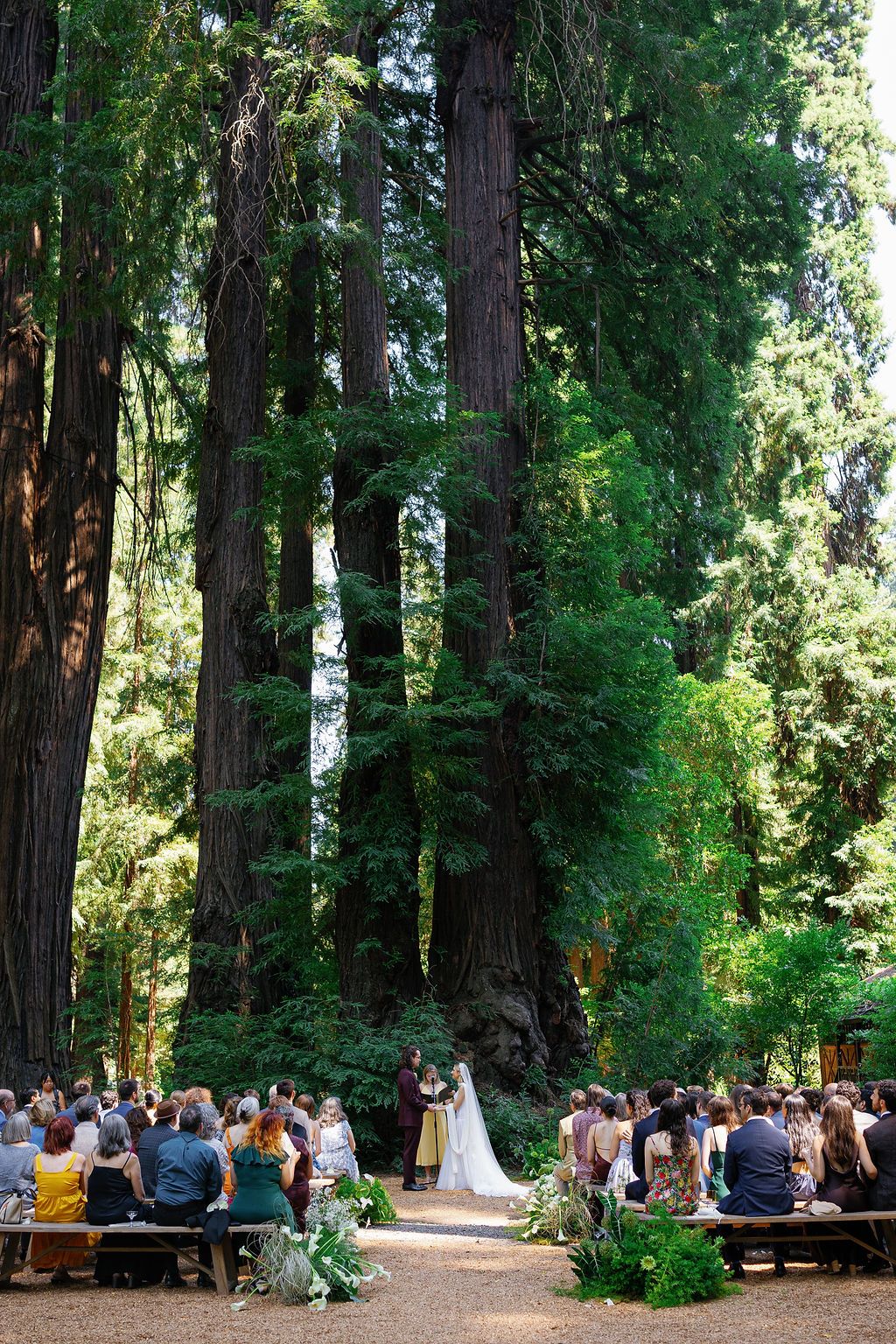 Outdoor wedding ceremony in a majestic redwood forest grove with guests seated on wooden benches.