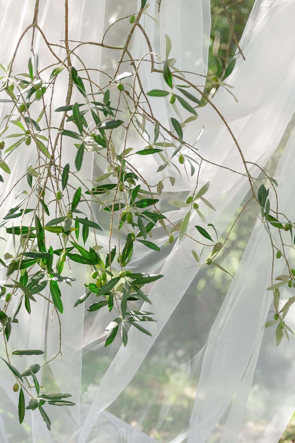 Delicate green olive branches drape over flowing white sheer curtains in soft natural light in Tuscany, Italy.