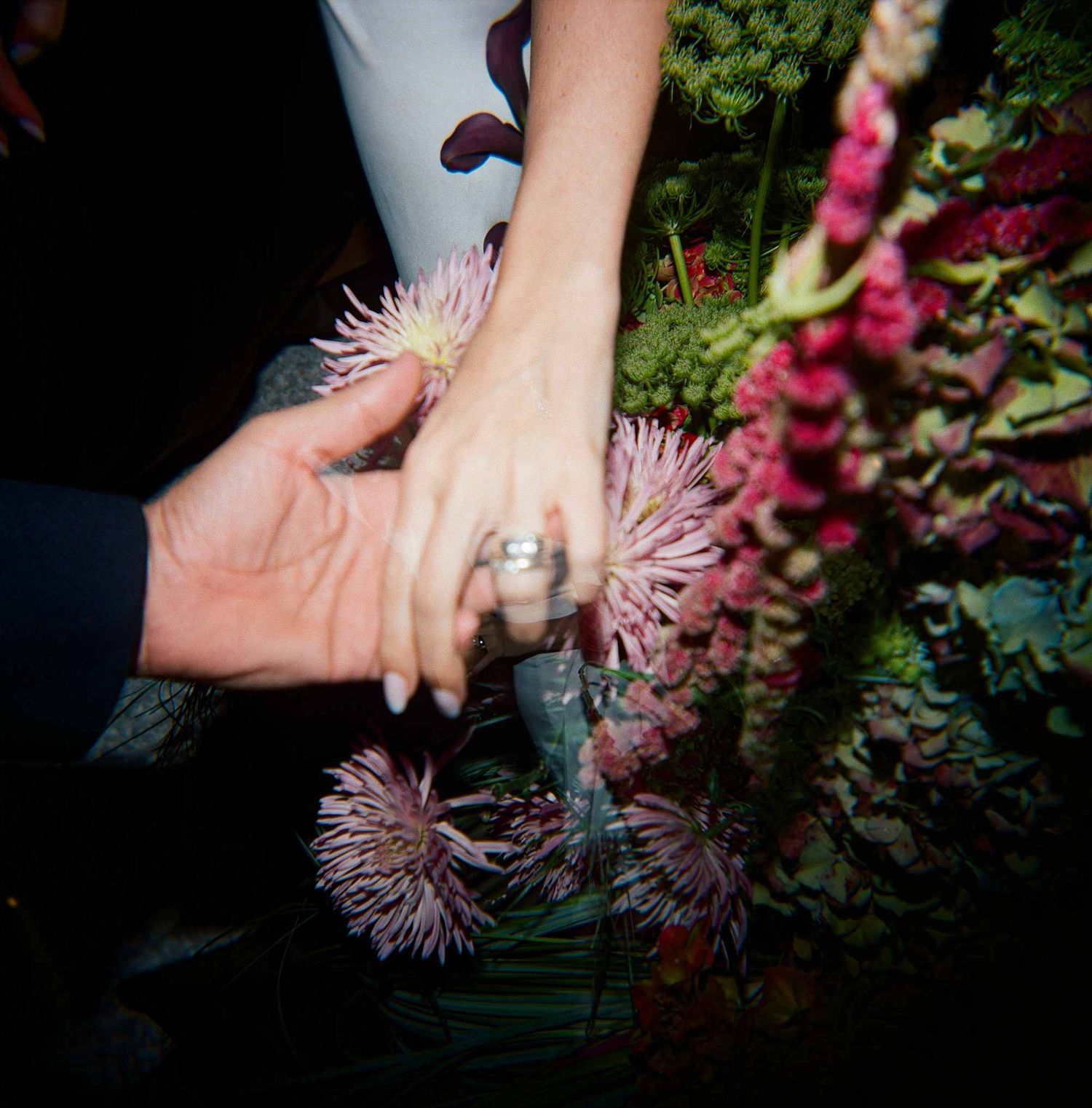 Hands reaching for delicate pink chrysanthemum flowers in a garden with burgundy foliage in the background.