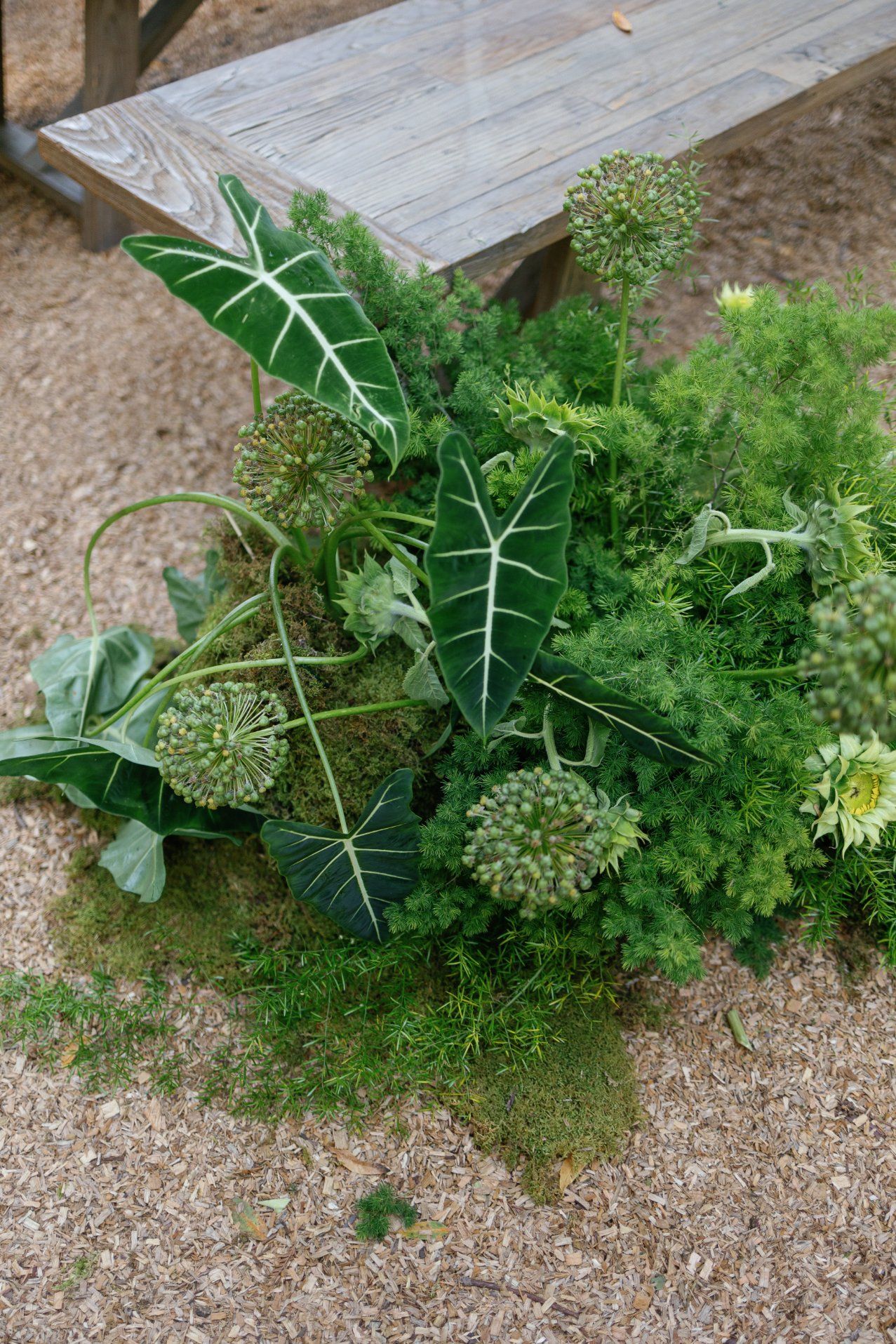 Green tropical foliage arrangement with white-veined alocasia leaves and delicate ferns against wooden surface.
