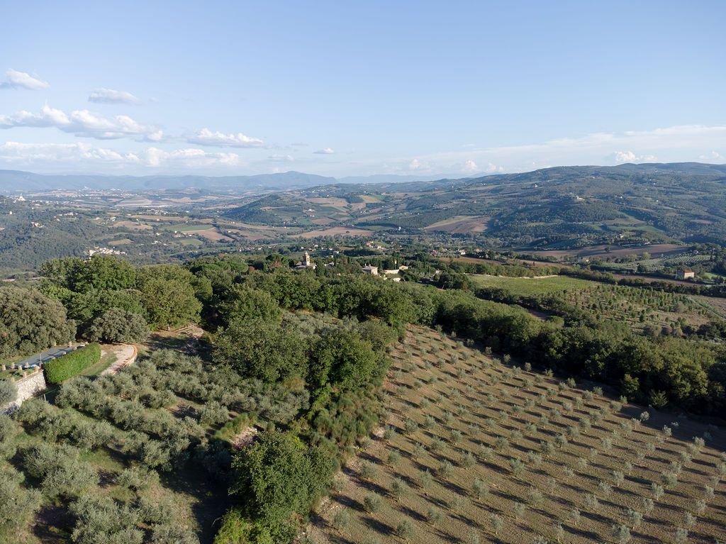 Rolling hills of Tuscany showcase neat rows of olive trees stretching across the landscape under a blue sky.