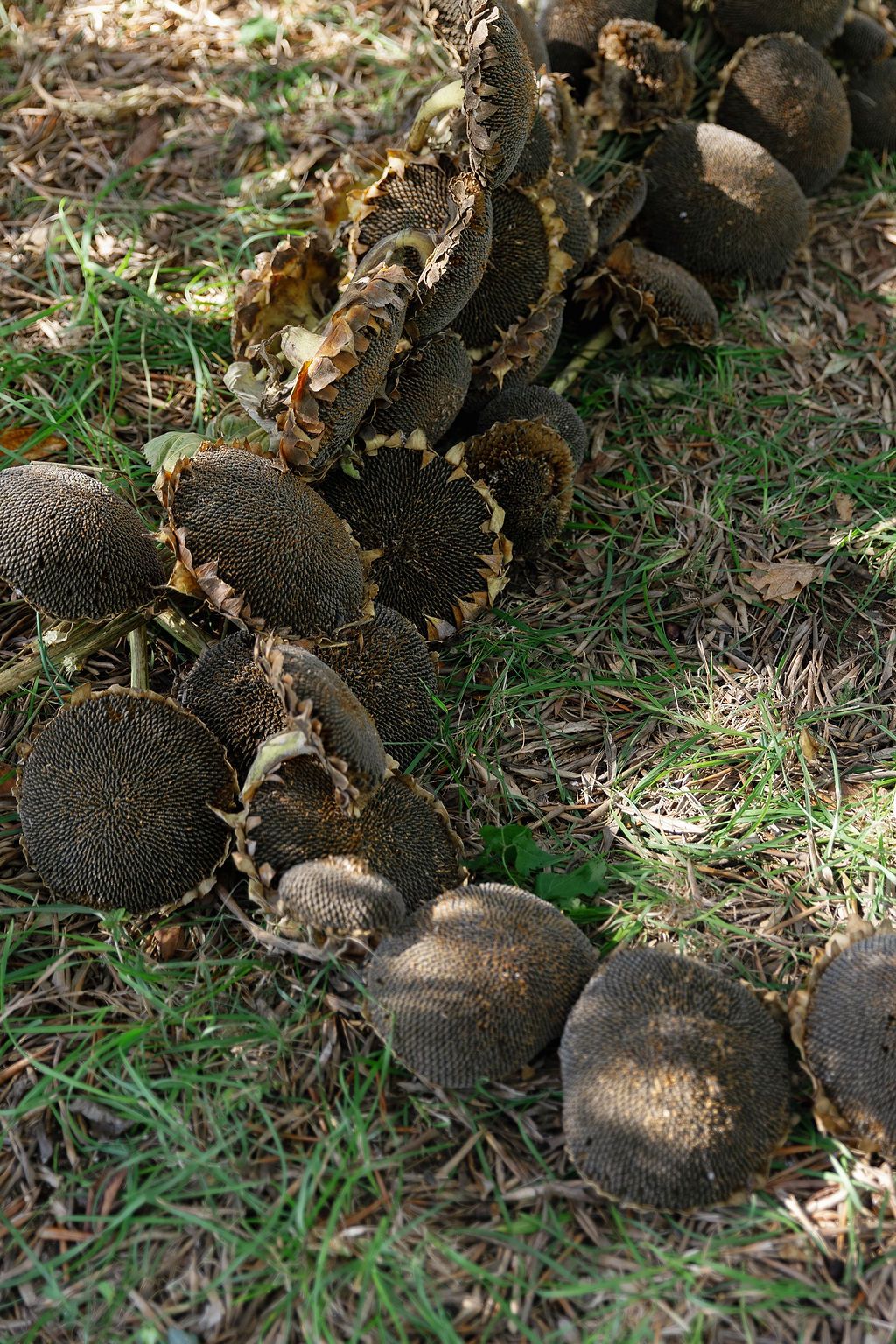 A cluster of dark mushrooms growing on grass in dappled sunlight creates an earthy natural scene in Tuscany, Italy.