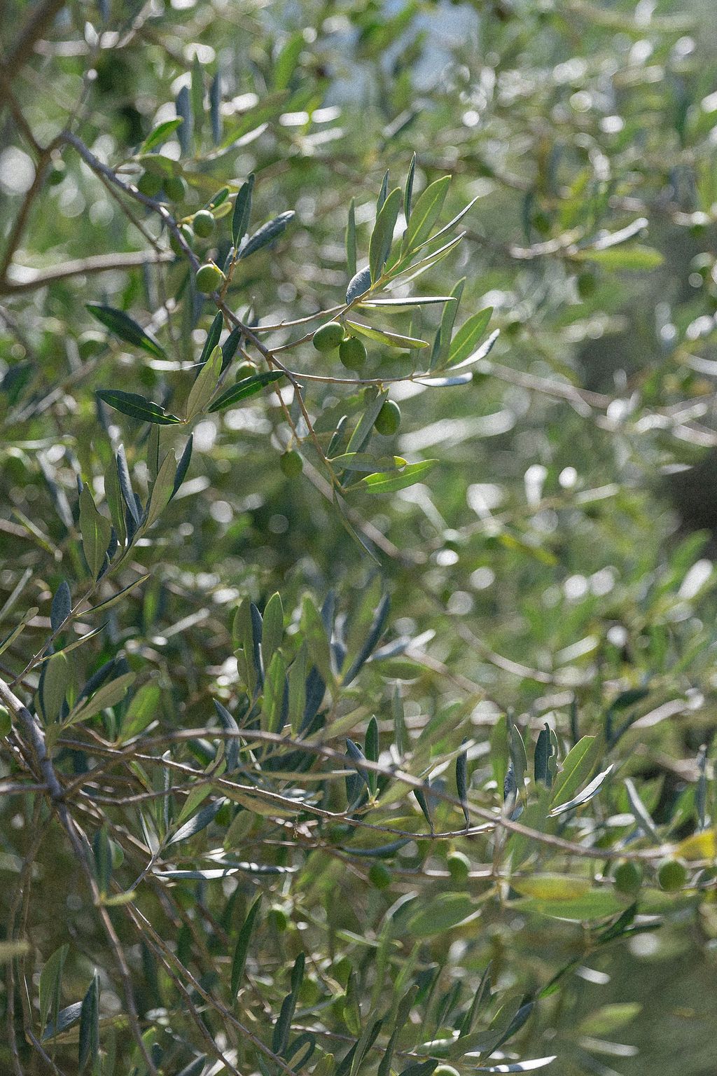 Close-up view of olive tree branches with green leaves in natural sunlight in Tuscany, Italy.