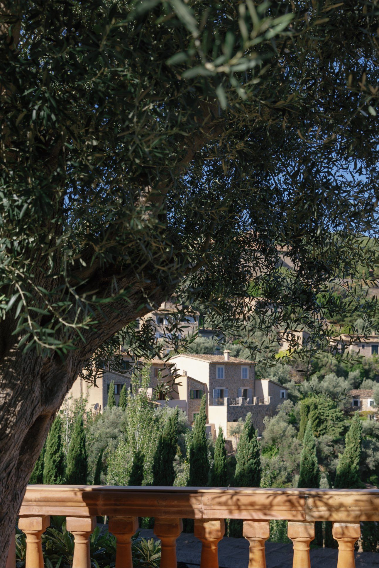 A Mediterranean villa viewed through olive tree branches, with cypress trees and a wooden balustrade in the foreground.