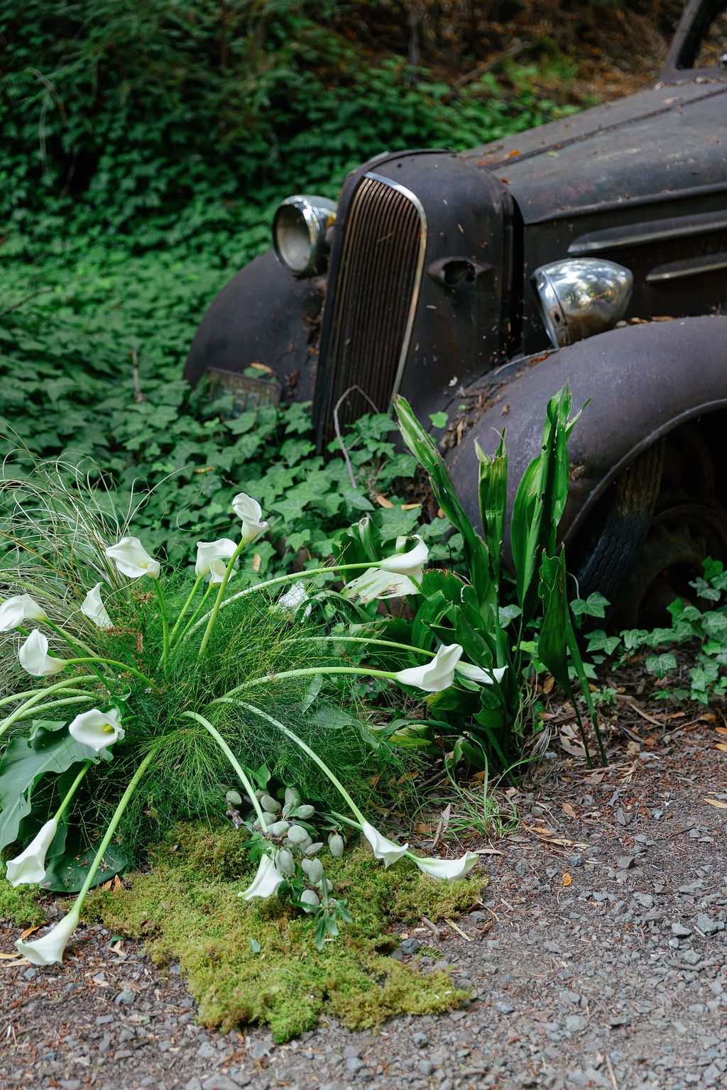 White calla lilies growing beside vintage car grille in a garden setting.