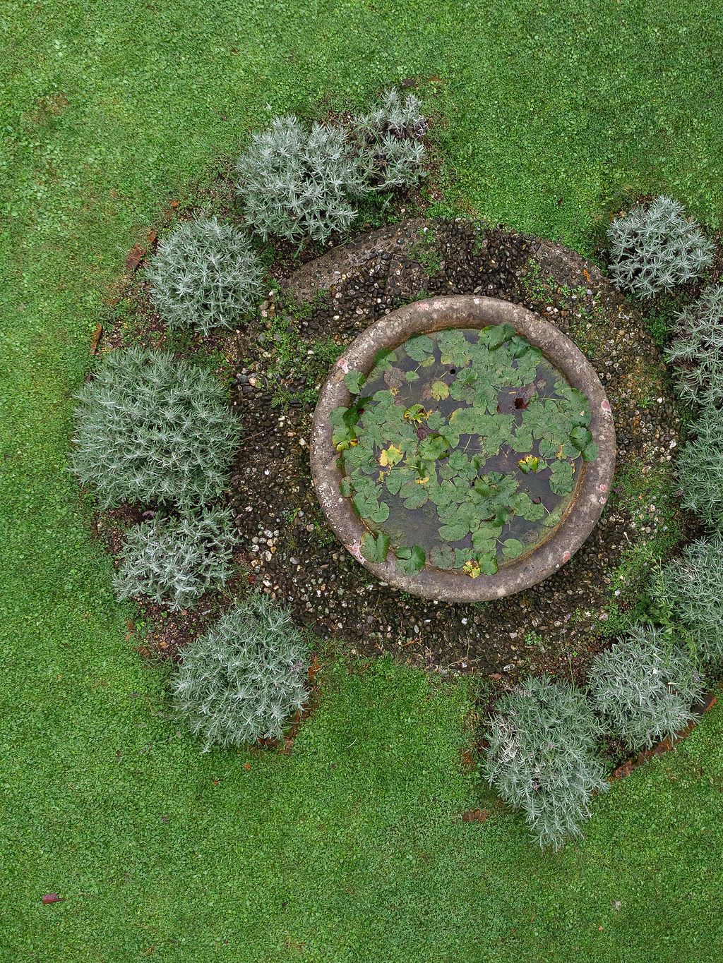 Aerial view of a circular garden bed with gray-green plants and yellow flowers surrounded by lush green lawn in Lake Como.