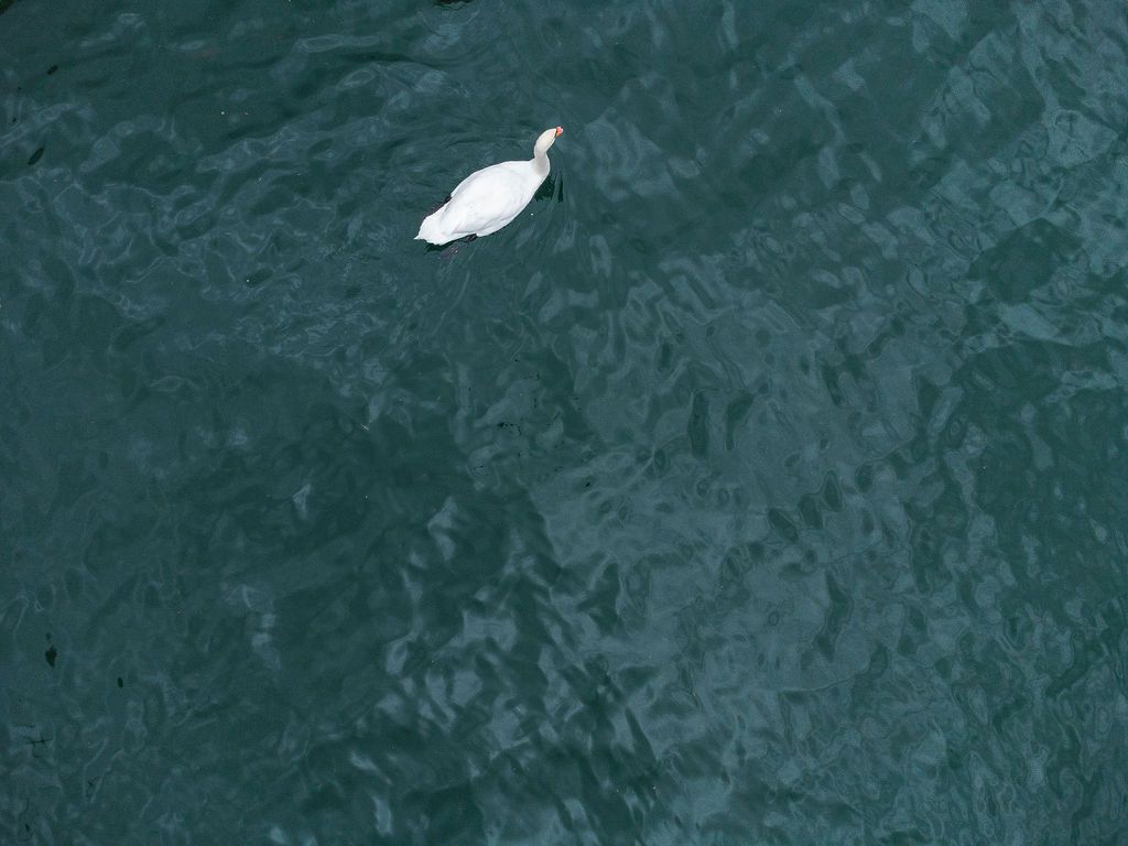 White swan gliding gracefully over dark turquoise water with rippled reflections below in Lake Como.