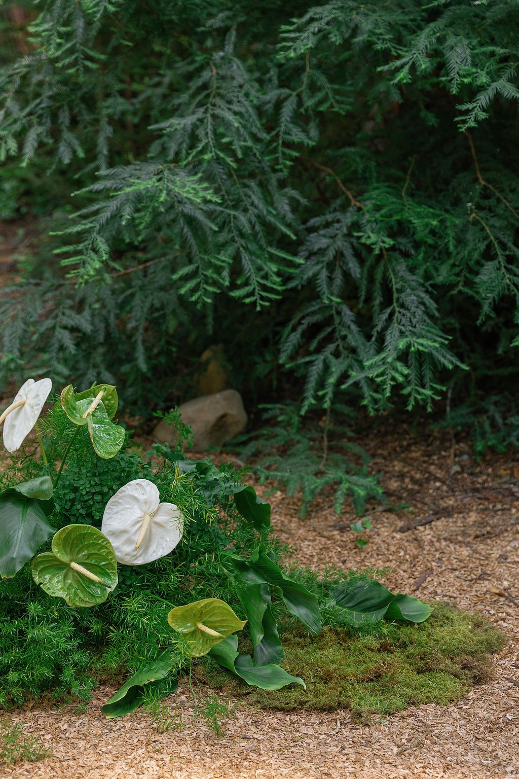 White anthurium flowers bloom against lush green foliage along a gravel garden path.