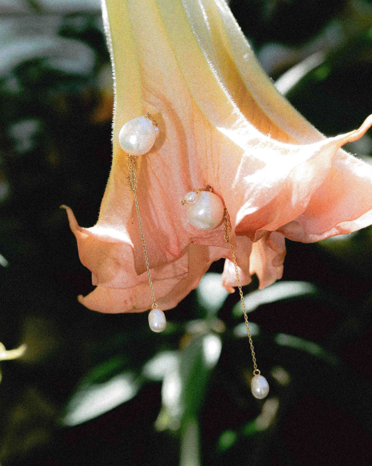 Close-up of pink angel trumpet flowers (Brugmansia) drooping with water droplets in a garden setting.