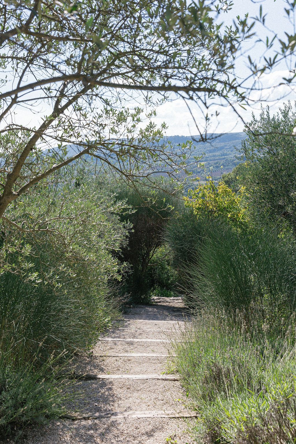 Winding dirt path through Mediterranean vegetation with mountains visible in the background in Tuscany, Italy.