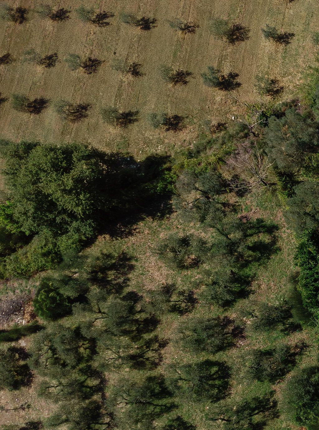 Aerial view of scattered trees and vegetation in a dry landscape in Tuscany, Italy.