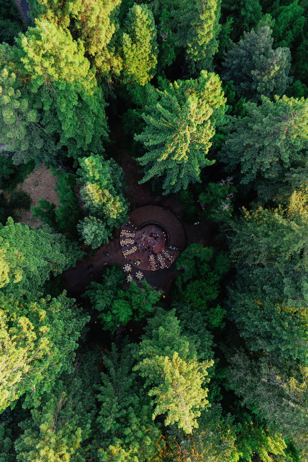 Aerial drone shot of lush green forest canopy with sunlight filtering through the dense treetops.