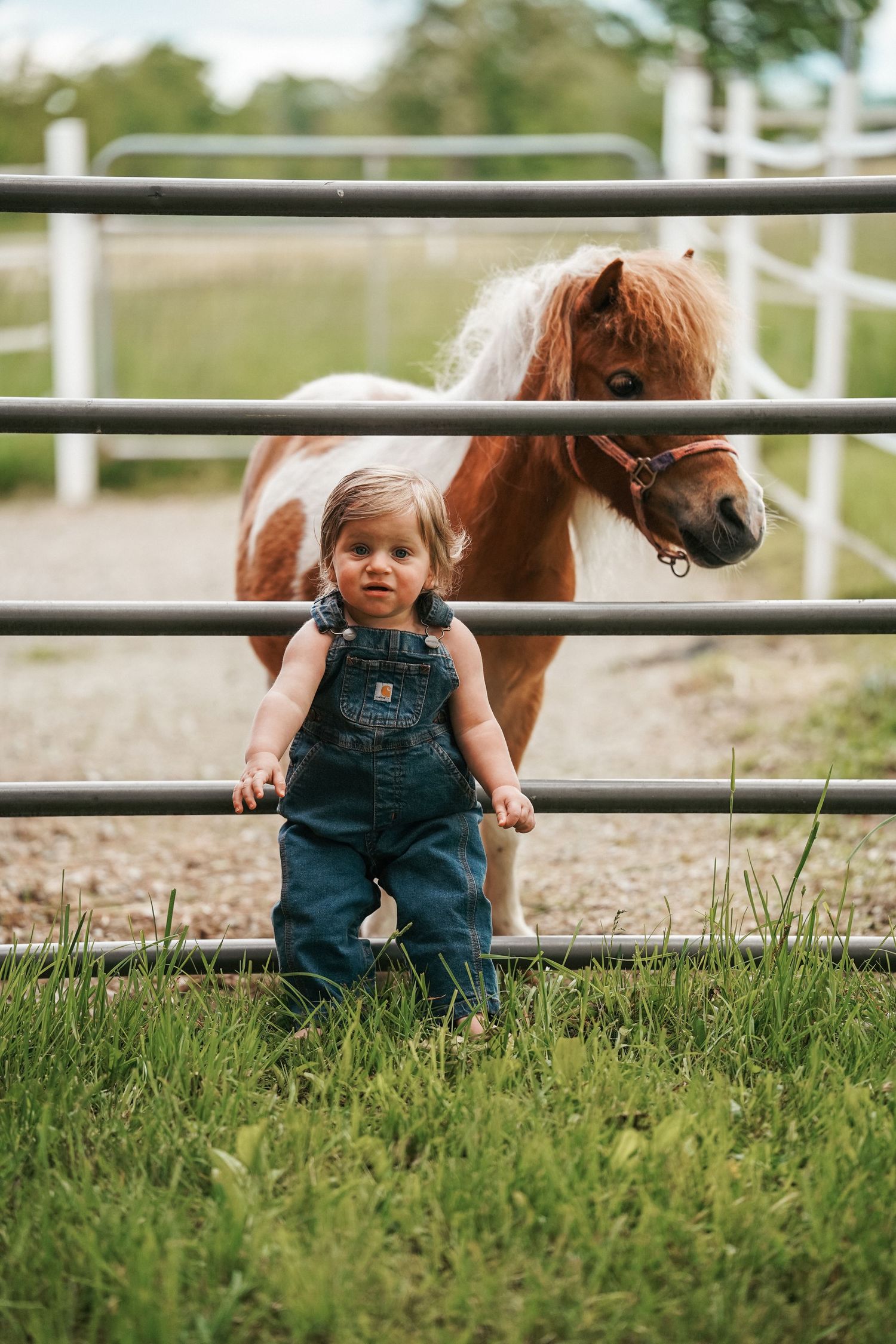 A miniature pony peeks through metal fence rails behind a child in denim overalls on grassy farmland.