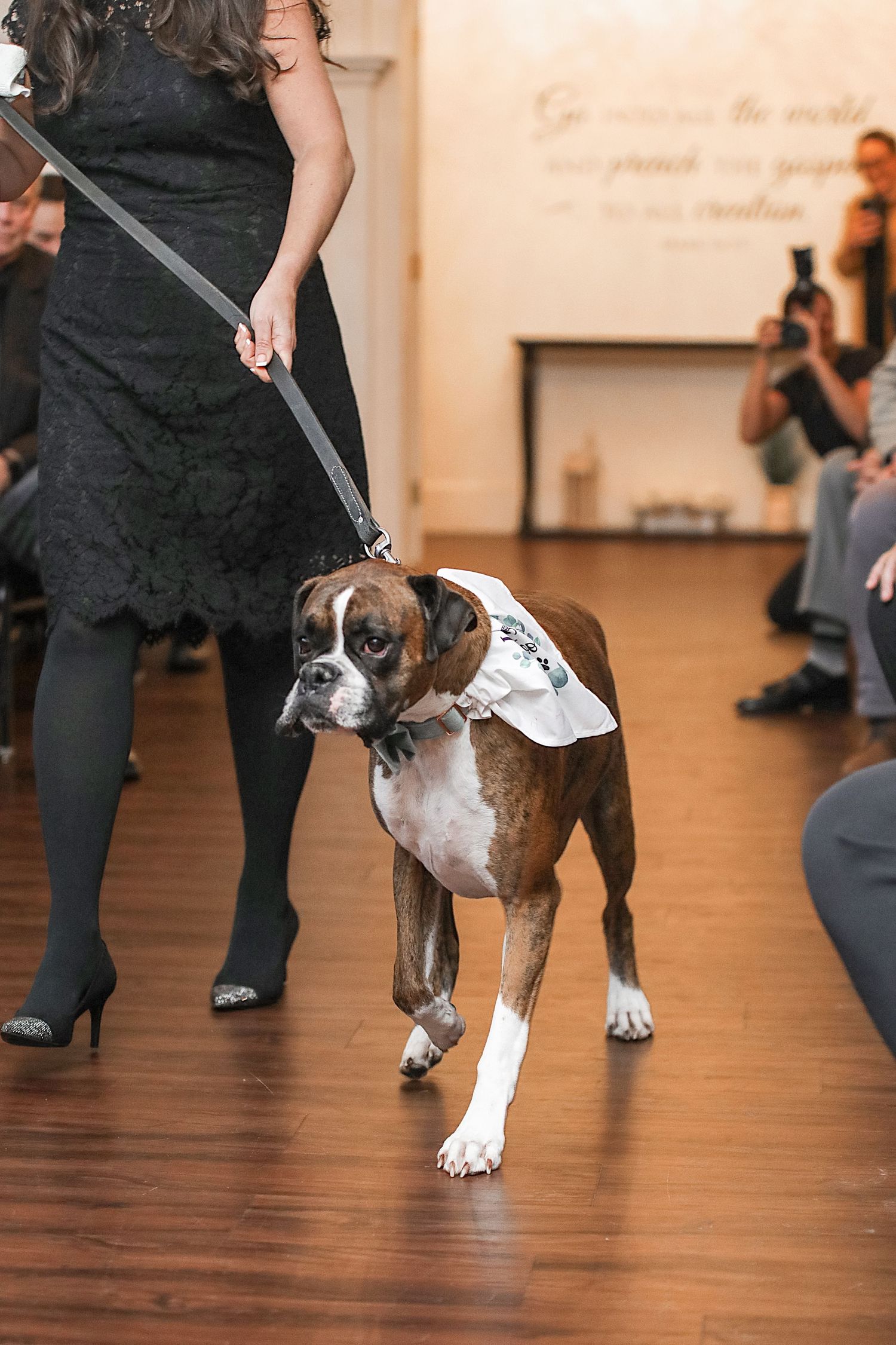 A boxer dog wearing a formal white bow tie walks on a wooden floor during an indoor event.
