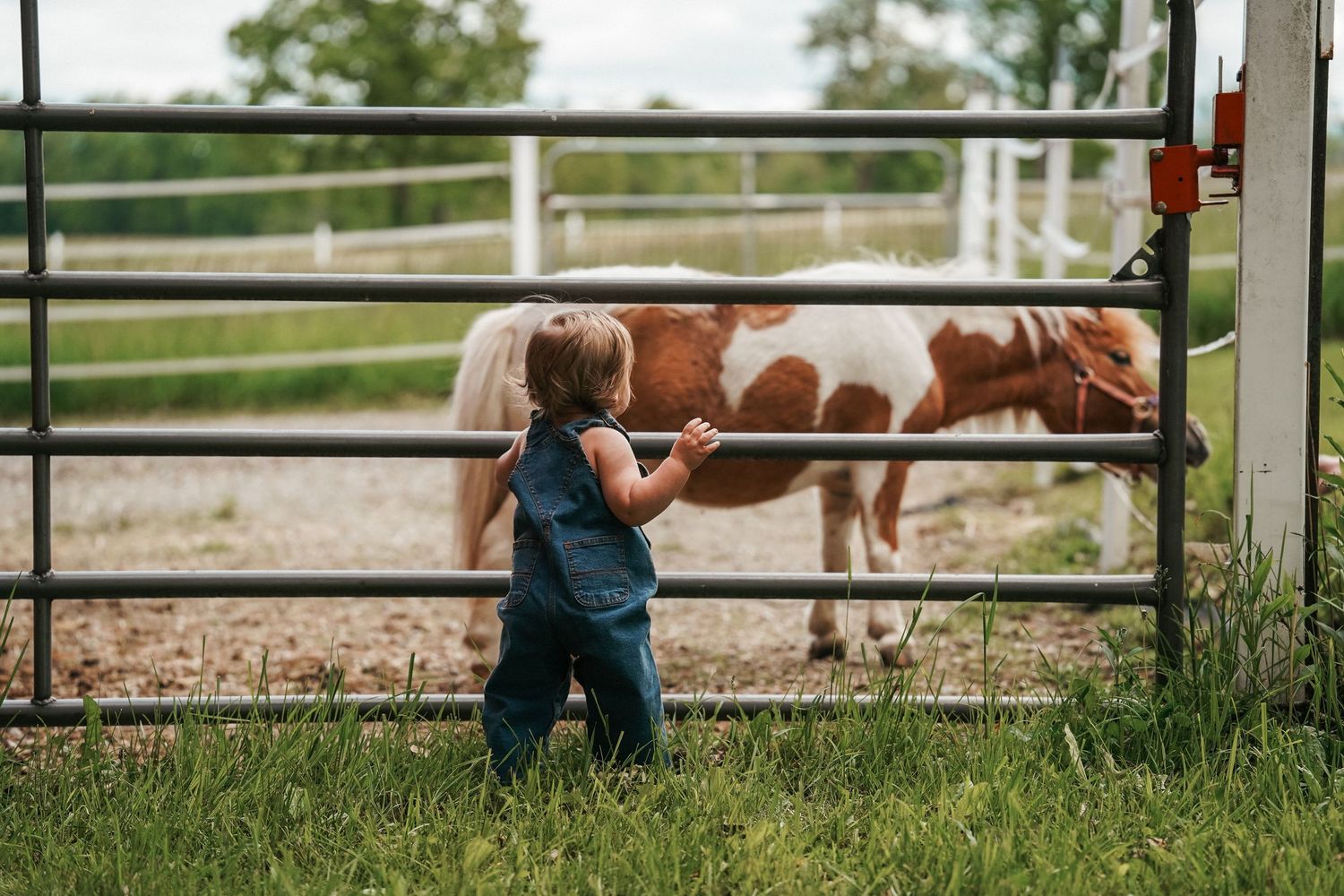 Small child in overalls stands at a fence looking at brown and white horses grazing in a pasture.