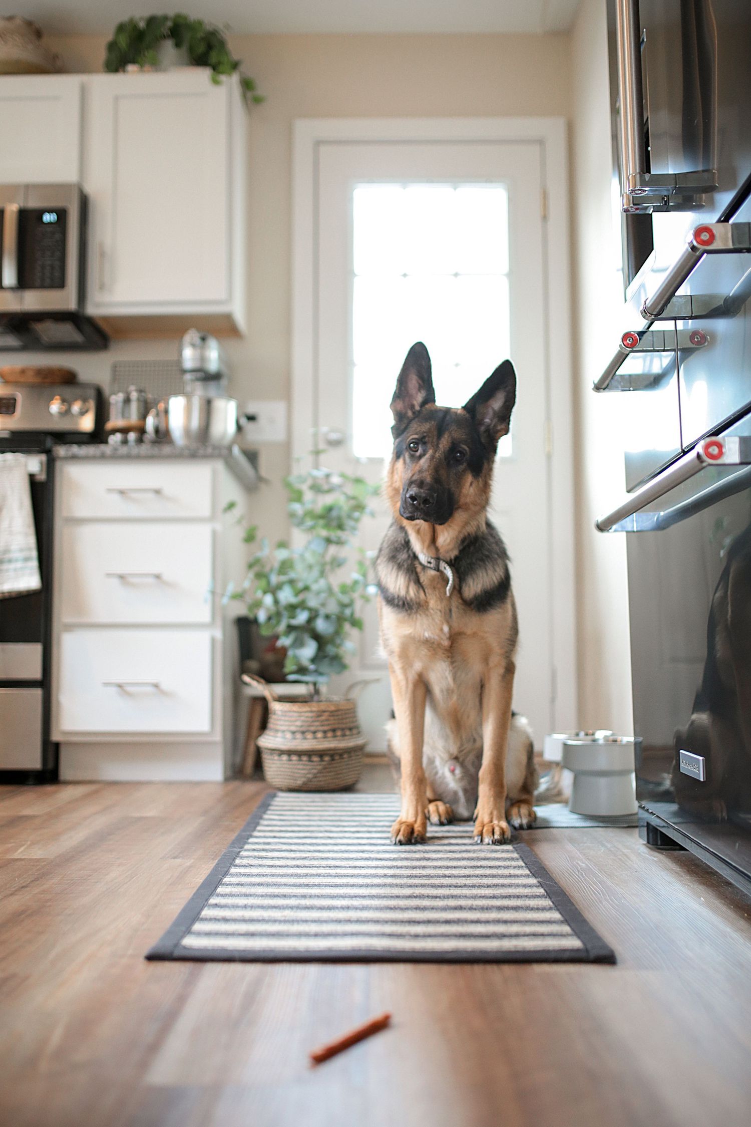 A German Shepherd dog stands alertly in a bright modern kitchen with hardwood floors and white cabinets.