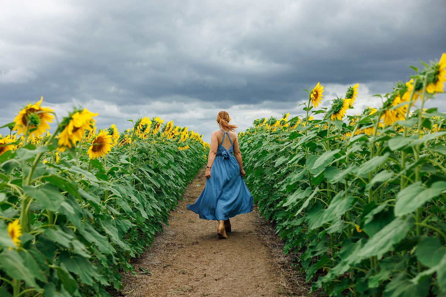 A figure in a blue dress walks down a dirt path between tall blooming sunflower fields under stormy skies.