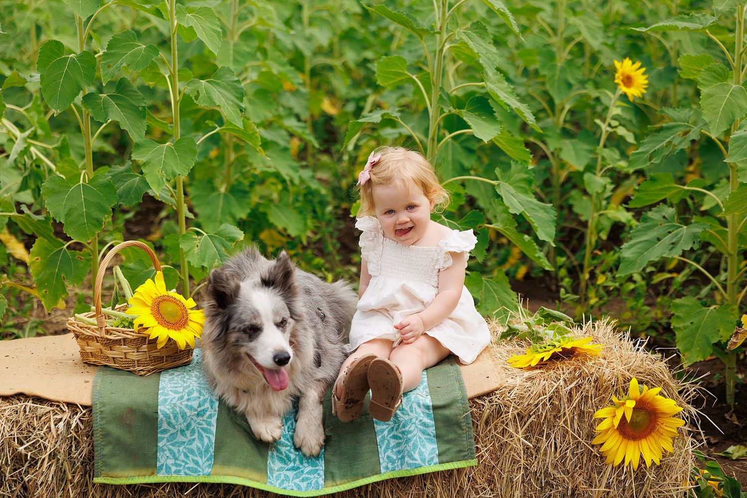 A border collie and a young child sit together on hay bales surrounded by sunflowers in a garden setting.