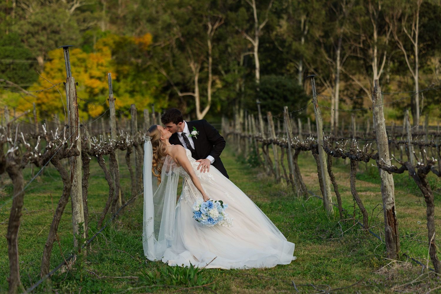 Bride and groom share a romantic dip kiss among vineyard rows, bride holding blue bouquet in white gown.