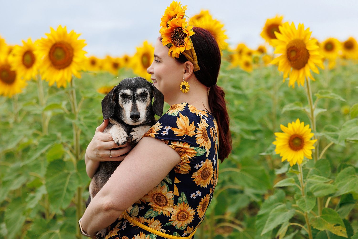 Someone wearing a sunflower pattern dress holds a small black and tan dog in a vibrant sunflower field.