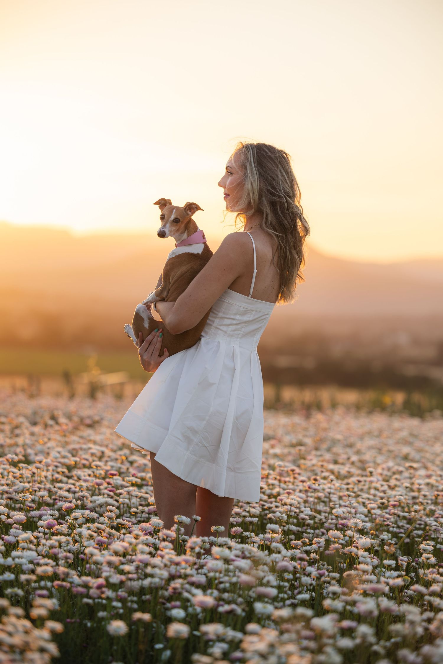 A person in a white dress holds a small dog while standing in a blooming daisy field at golden sunset.
