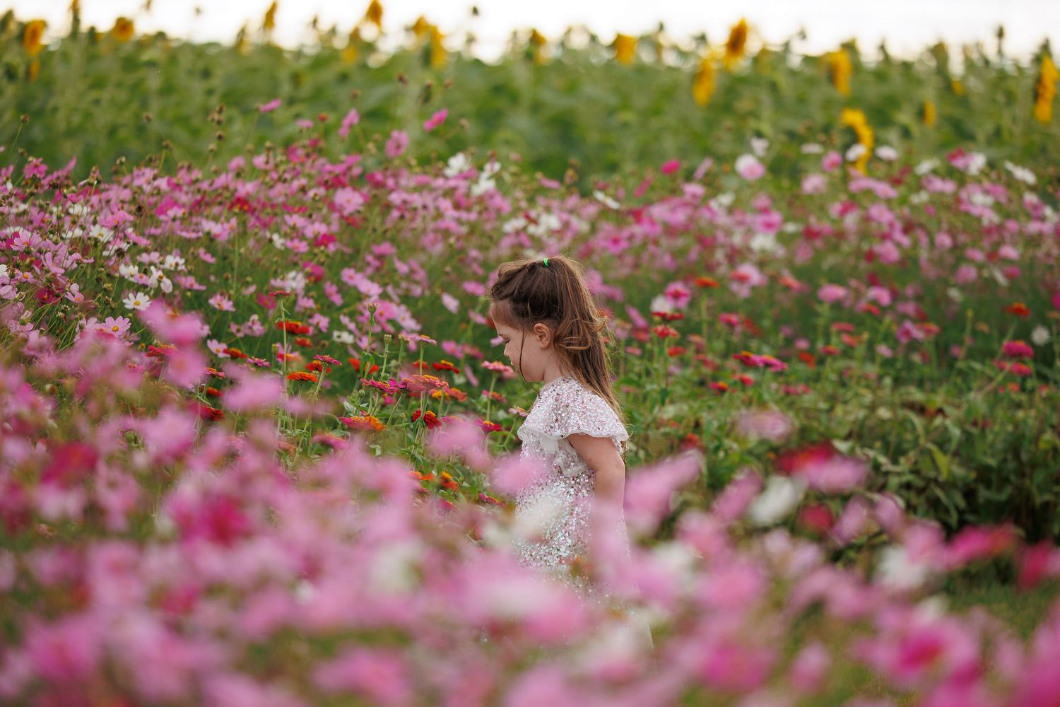 Young girl in white dress standing among vibrant pink cosmos flowers in a lush summer garden field.