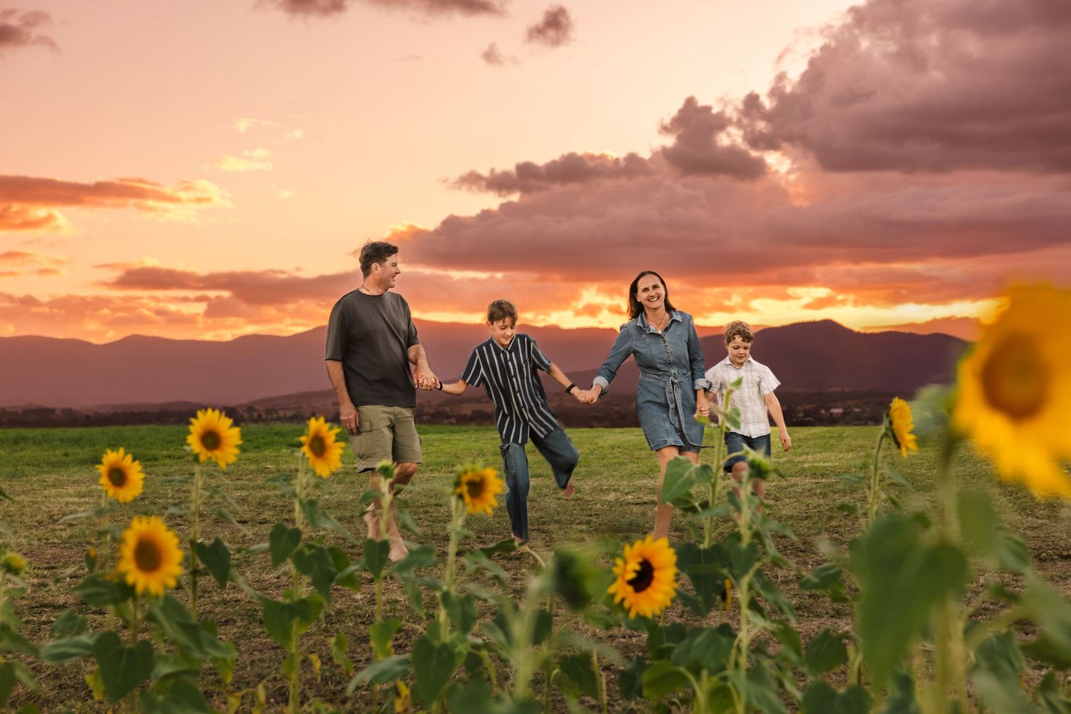 Family of four walking hand in hand through sunflower field at dramatic colorful sunset.