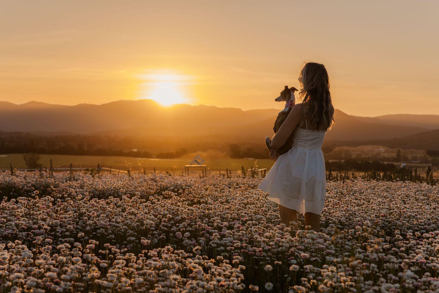 Woman in white dress holding a puppy in a flower field at golden sunset with mountain backdrop.