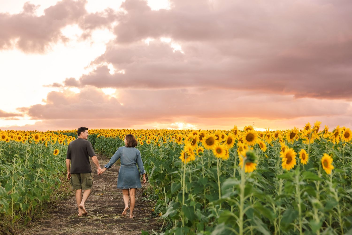 Couple holding hands walking through a vibrant sunflower field at sunset with dramatic pink clouds.