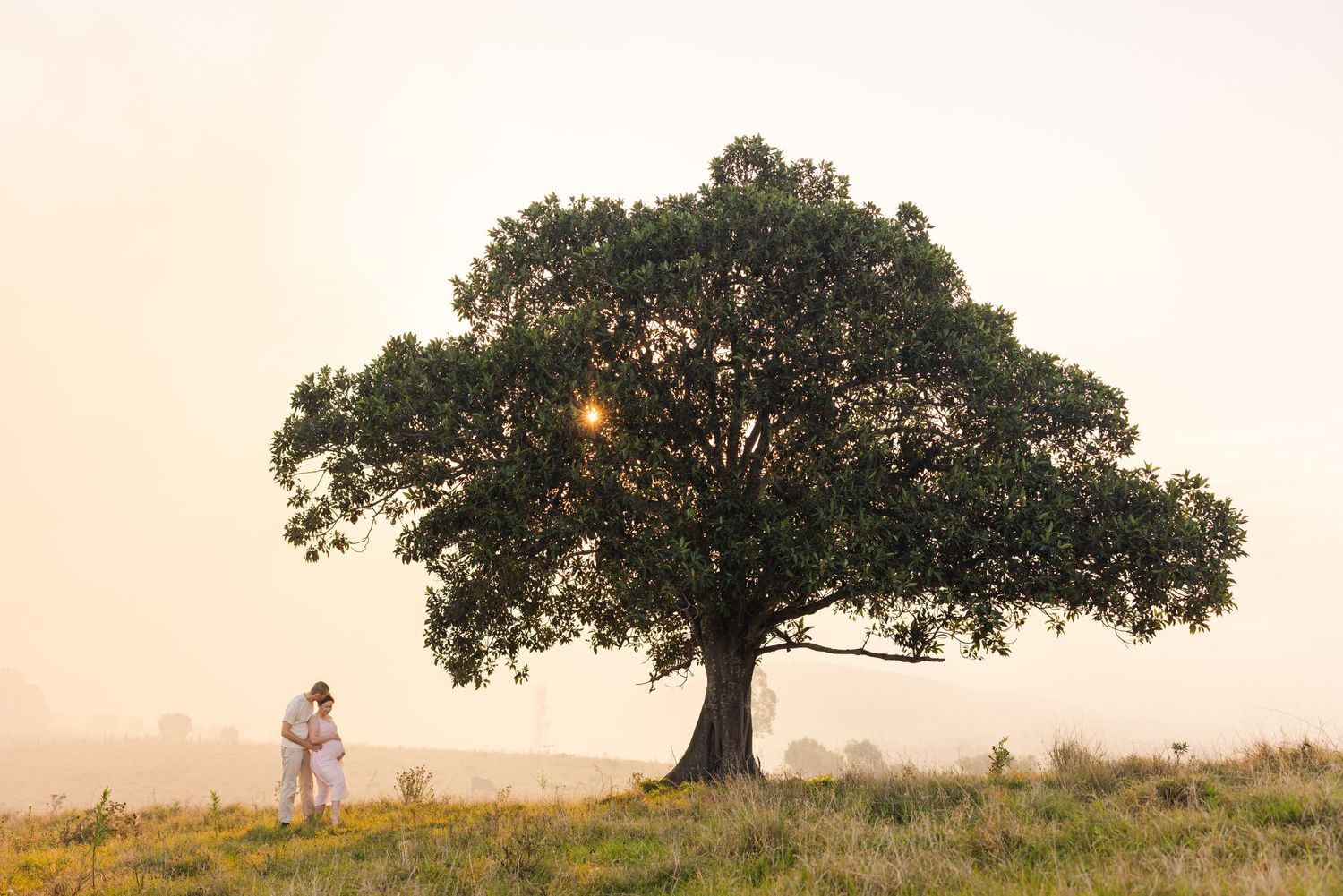 Silhouette of a large oak tree against a misty golden sunset sky with rolling hills in the background.