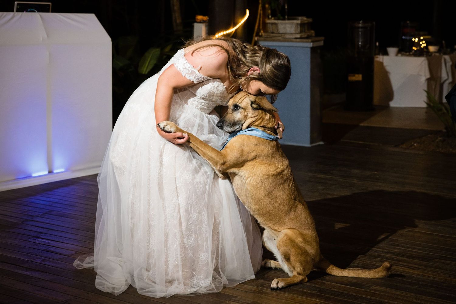 A person in a white wedding dress kneels down to embrace a golden retriever dog during a wedding reception.