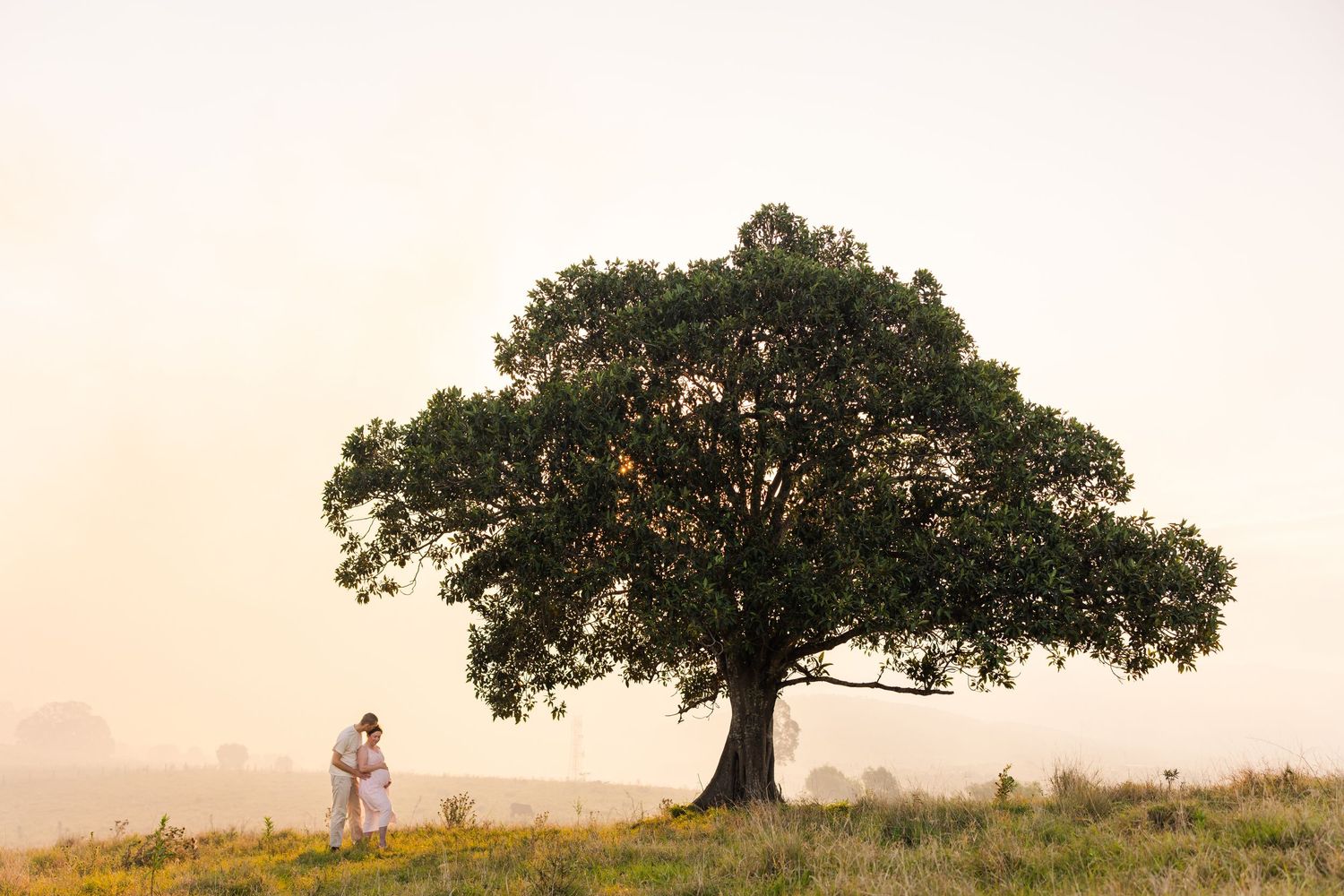 A lone oak tree stands majestically on a misty hilltop during golden hour creating a serene silhouette against the sky.