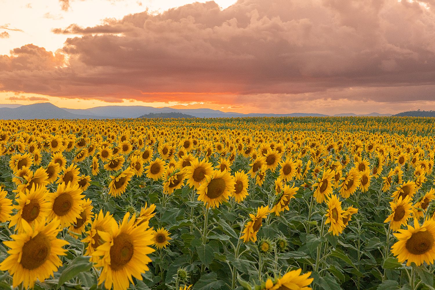 A vast field of blooming sunflowers stretches towards mountains under dramatic sunset clouds at dusk.