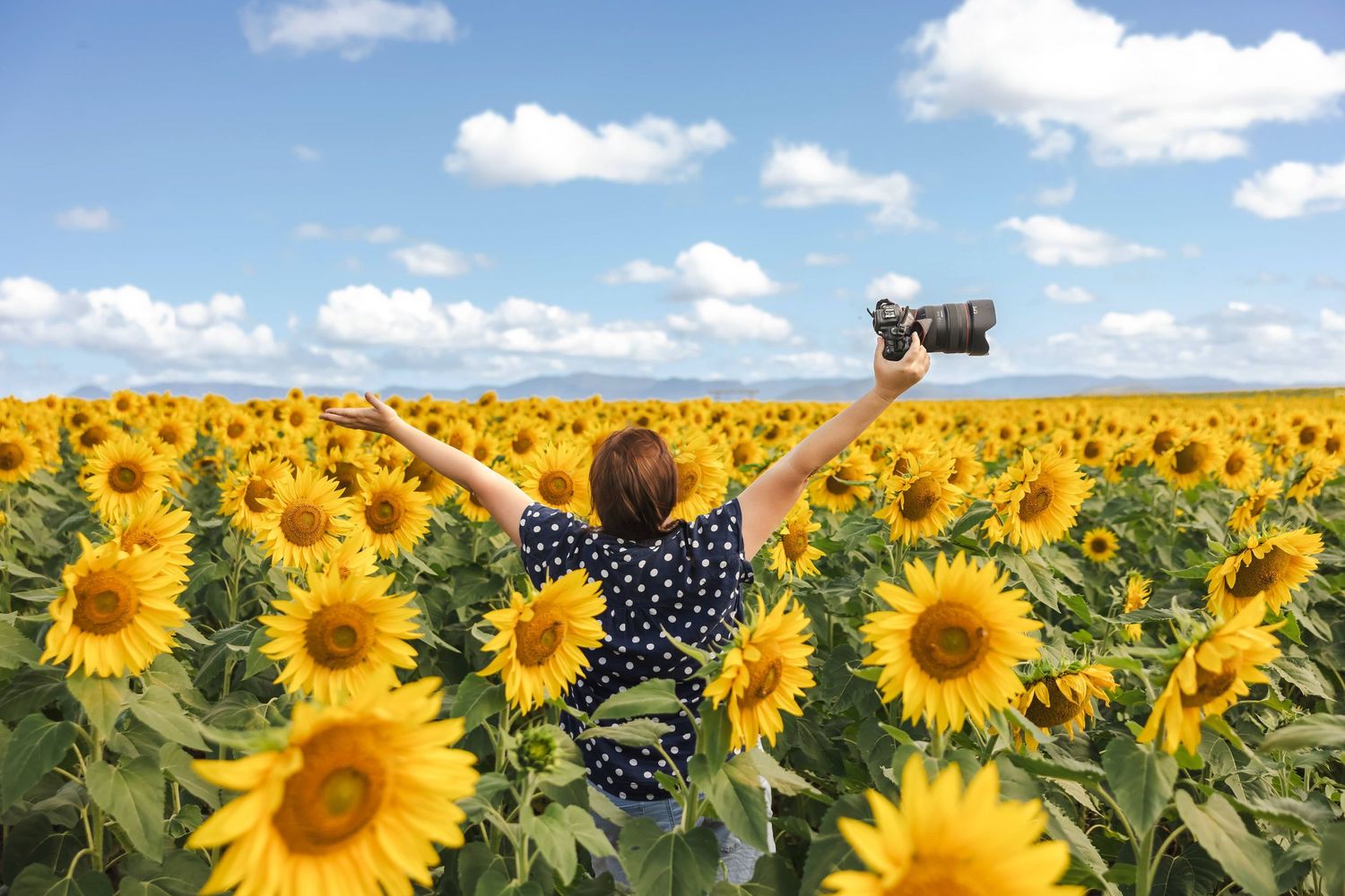 Woman with raised arms holding camera stands joyfully in vast sunflower field under blue sky.