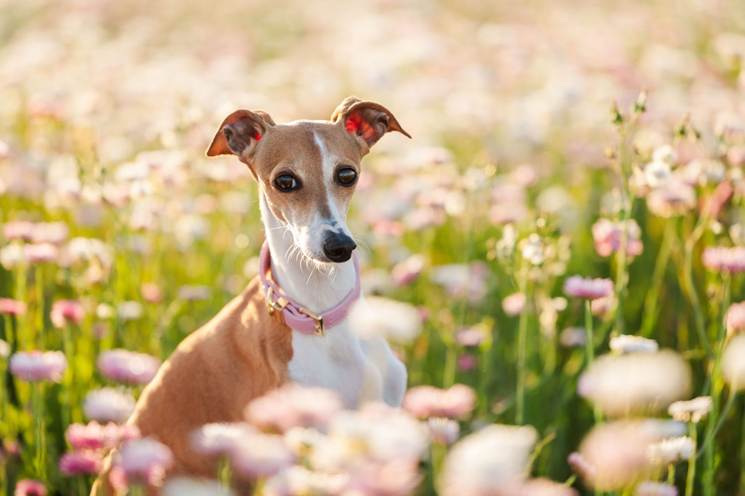 A tan and white Italian Greyhound sits among pink and white ranunculus flowers in a sunny field.